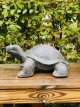Turtle in stone