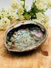 Abalone shell 14cm